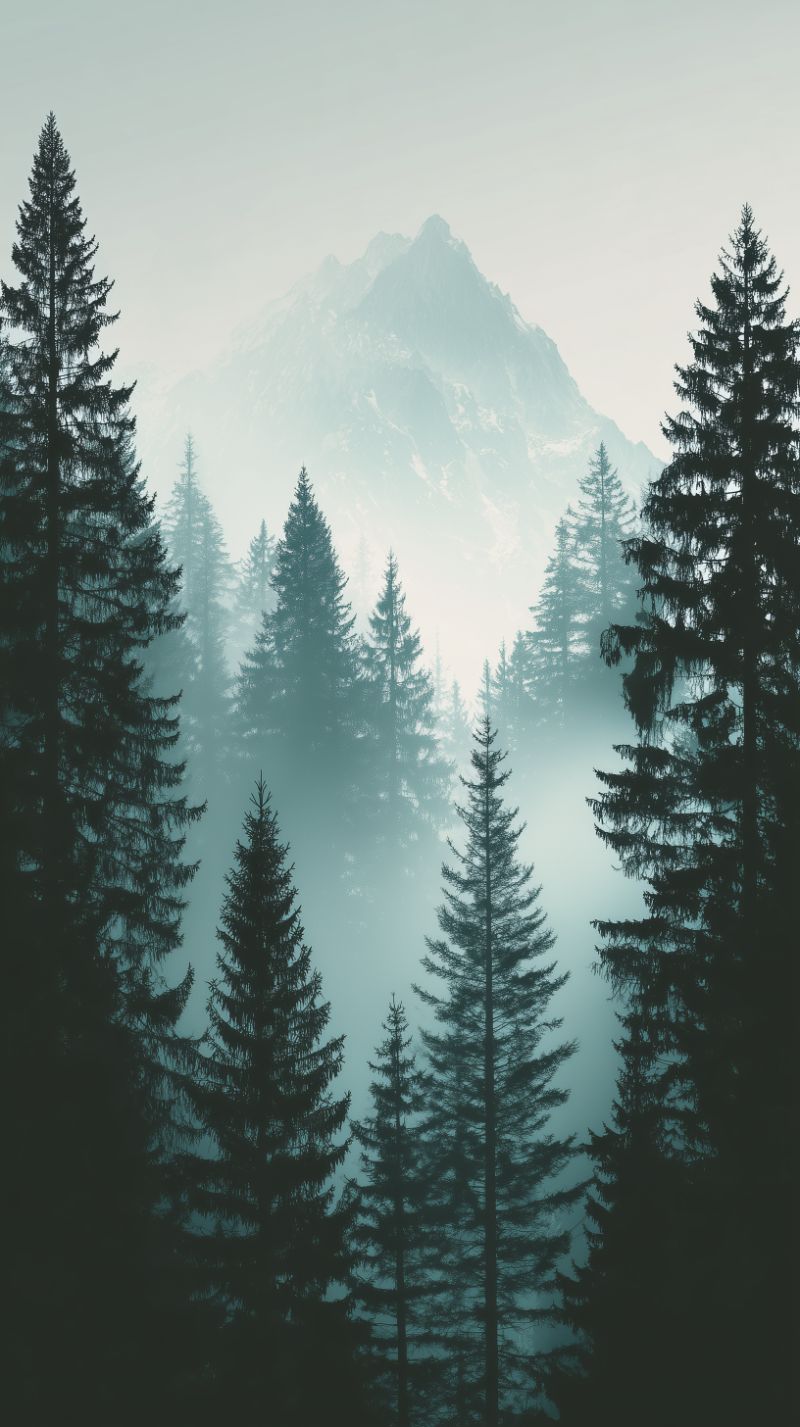 Misty Pine Forest and Distant Mountain Peak